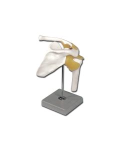 Shoulder Joint