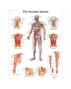 The Vascular System Chart -Laminated - 50 x 67 cm